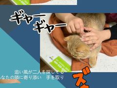 -瑞鹏宠物医院·夜间急症·心超·猫科(祖庙分店)