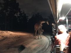 -清迈夜间动物园