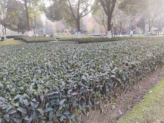 -龙头寺公园