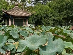 -莲湖公园