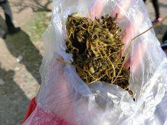 -香雪海