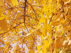 -四川大学(华西校区)