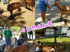 -奈良公园