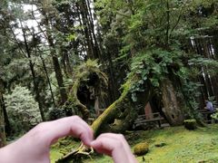 -阿里山神木遗迹