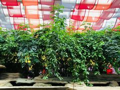 -君临七星生态酒店