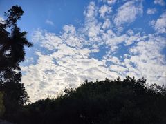 -金花茶公园