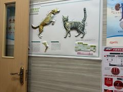 -瑞派名望志远动物医院·猫科·內科·异宠专科(直港大道店)