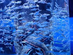 -波塞冬海底世界