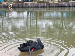 -苏州太湖西山岛开心农场