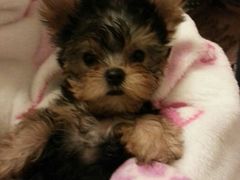 android_upload_pic-爱宠屋pet shop·宠物洗澡·宠物美容