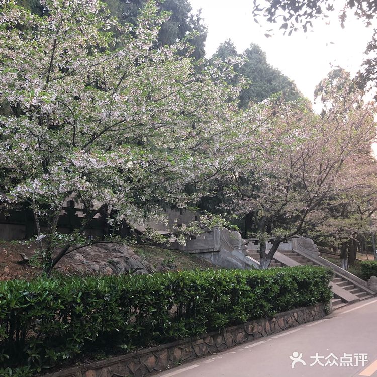 武汉旅游攻略-武大樱花