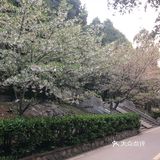 武汉旅游攻略-武大樱花