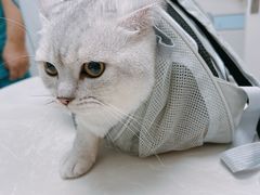 -中农国际动物医院24小时·猫科·骨科·急重症中心