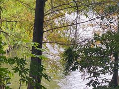 -深圳仙湖植物园