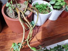 -铃木食堂(帽儿胡同店)