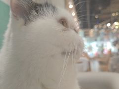 -藏猫猫咖啡主题馆(中央大道店)