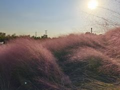 -上海滨江森林公园