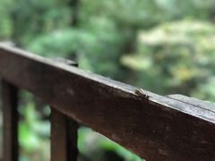 -七仙岭温泉国家森林公园