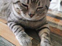 -猫尾侦探俱乐部·剧本杀·狼人杀