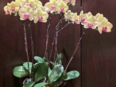 -东海朗廷酒店-唐阁T’ANG COURT 中餐厅