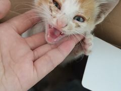 -宠颐生·恒爱宠物医院(静海店)