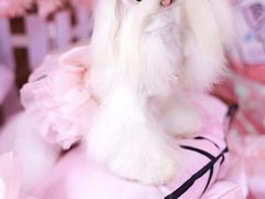 -萌宠之家·腊肠犬·马尔泰·小体犬舍