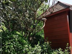 -思念果岭悦温泉