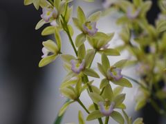 -国家植物园