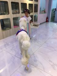 -Moni星球萌宠·小马宝莉·灵蛇·高端高阶全萌宠互动体验俱乐部(红豆国际广场店)