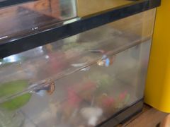 -竹雀古法采耳(青岛麦凯乐店)
