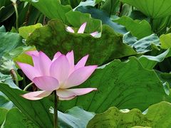 -荔湾湖公园