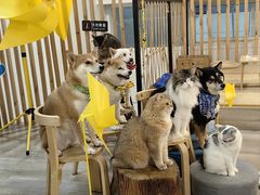 -柴迷FANS CLUB·柴犬狗咖·猫咖