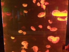 -福州罗源湾海洋世界旅游区