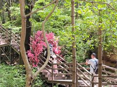 -王顺山国家森林公园