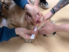 -瑞派·关忠动物医院·猫专科·犬专科(三环新城店)
