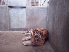 -泉州海丝野生动物世界