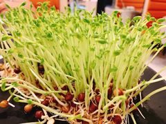鲜活豌豆苗-椰子营·椰子鸡火锅(万象里店)