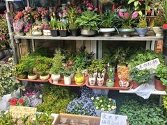 -合肥市裕丰花鸟虫鱼市场