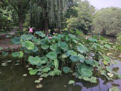 -洛阳市隋唐城遗址植物园