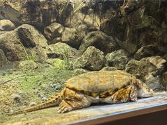 -帕帕拉兹宠物(亚洲旗舰店)