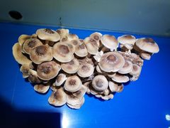 -七欣天香辣蟹火锅(苏州相城VIP总店)
