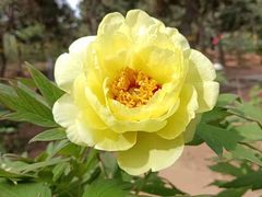 -北京西山国家森林公园