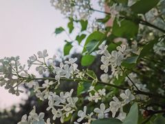 -中央民族大学