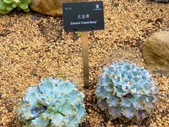 -深圳仙湖植物园