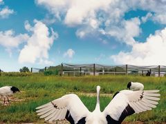 -盐城丹顶鹤湿地生态旅游区