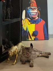 -幸运7纹身刺青Lucky7tattoo