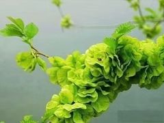 -村长家的疙瘩汤(淄博路店)