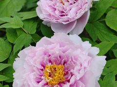 -合肥三国新城遗址公园