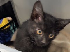 -佑安动物医院·全科·内窥镜中心(幸福巷店)