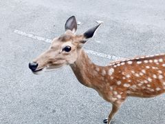 -清迈夜间动物园